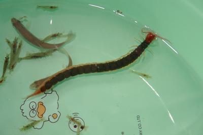 龍魚吃老鼠有什么好處