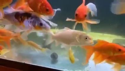河蚌養魚缸沒沙子怎么辦，自制河蚌飼料的方法和技巧：河蚌養魚缸沒沙子怎么辦