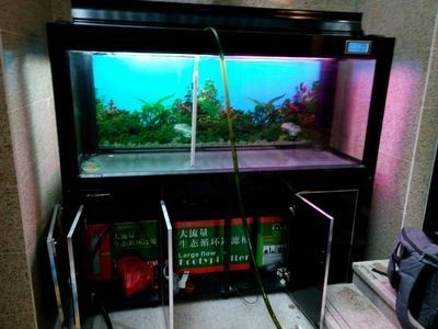 魚缸過濾系統選擇魚缸過濾系統需要考慮哪些因素：魚缸生態系統的選擇