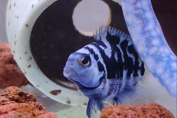 銀龍魚鱗掉了會重新長嗎（銀龍魚鱗掉了會重新長嗎圖片）