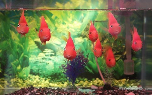 吉首市海洋水族館（吉首市海洋水族館