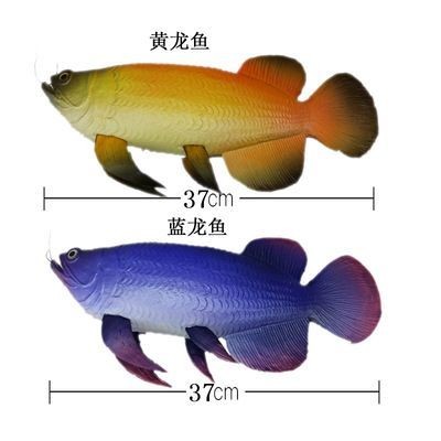 藍龍魚和金龍魚的區別