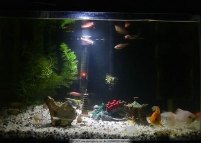 黑色背景魚缸造景的技巧：探索黑色背景魚缸造景技巧之前我們可以先了解一些基礎知識
