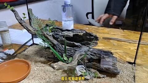 黑色背景魚缸造景的技巧：探索黑色背景魚缸造景技巧之前我們可以先了解一些基礎知識