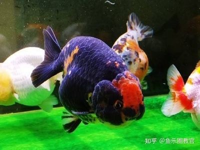 魚缸換水后魚死亡的原因：換水后魚兒死亡的原因