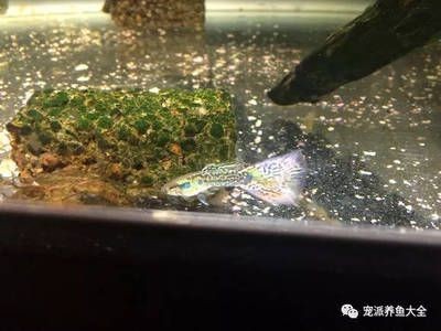 如何判斷龍魚爛身病嚴重程度，龍魚爛身病的分級處理流程表
