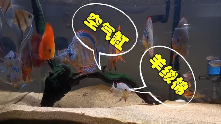 和銀龍魚混養（和銀龍魚混養的魚）
