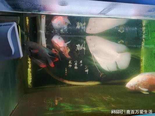 上過濾魚缸可以養銀龍魚嗎（上過濾魚缸可以養銀龍魚嗎視頻）