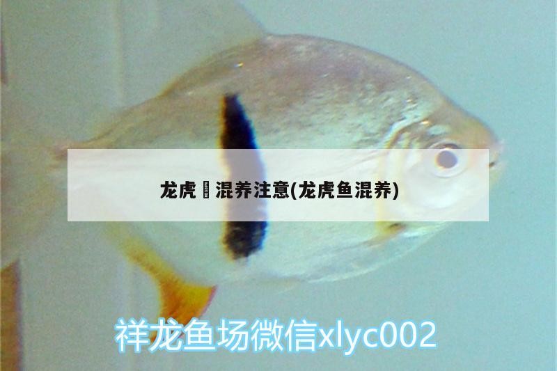 龍虎魟混養注意(龍虎魚混養)
