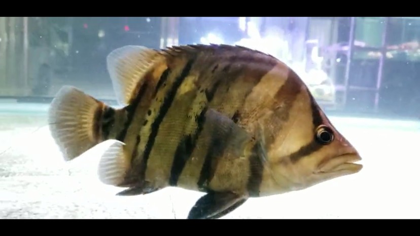各位虎魚大佬請看請問是退沙 條紋變淡 各位虎魚大佬請看請問是退沙 條紋變淡 虎魚百科 第1張