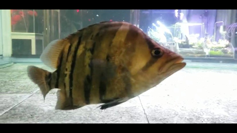 各位虎魚大佬請看請問是退沙 條紋變淡 各位虎魚大佬請看請問是退沙 條紋變淡 虎魚百科 第2張