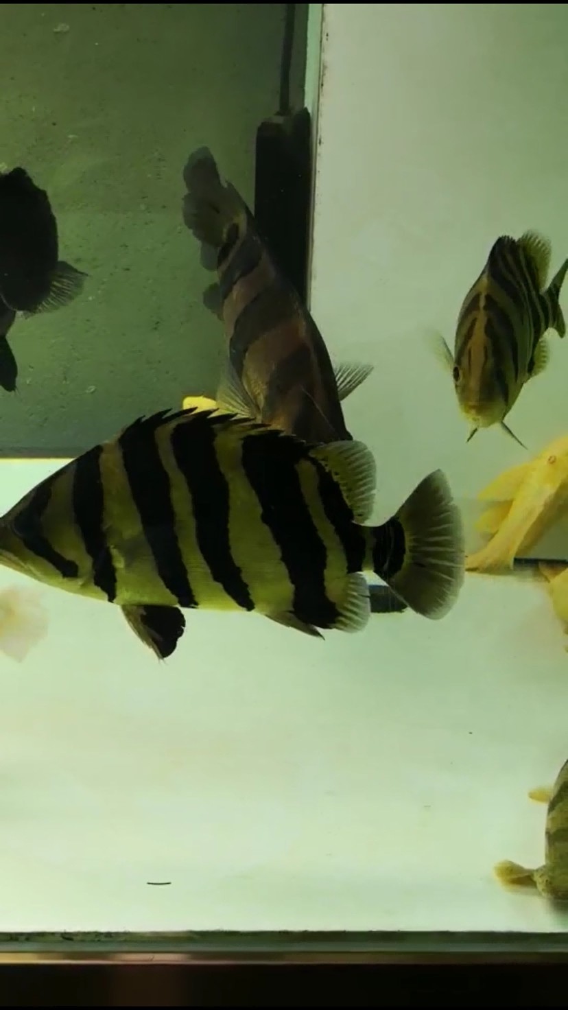 各位虎魚大佬請看請問是退沙 條紋變淡 各位虎魚大佬請看請問是退沙 條紋變淡 虎魚百科 第3張