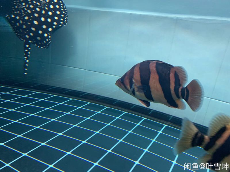 各位虎魚大佬請看請問是退沙 條紋變淡 各位虎魚大佬請看請問是退沙 條紋變淡 虎魚百科 第4張
