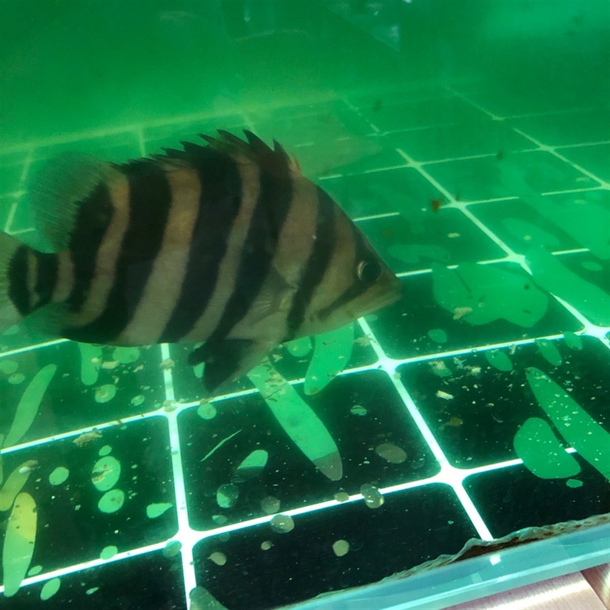 各位虎魚大佬請看請問是退沙 條紋變淡 各位虎魚大佬請看請問是退沙 條紋變淡 虎魚百科 第5張