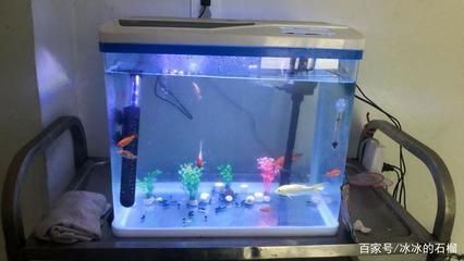 風(fēng)水養(yǎng)魚的數(shù)量選擇適合自己的魚缸的生活習(xí)性和飼養(yǎng)要求：如何選擇魚缸養(yǎng)魚的數(shù)量
