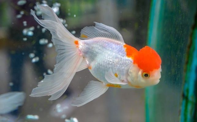 扎蘭屯市海之韻生態水族館（扎蘭屯海瀾之家地址）