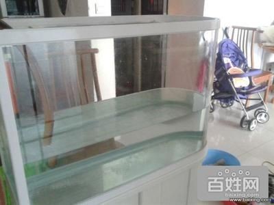為什么銀龍魚這么貴呢（為什么銀龍魚不值錢）