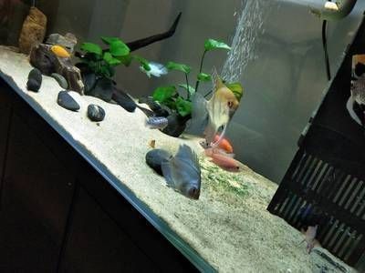 蘇虎魚混養常見疾病預防，蘇虎魚混養常見疾病的預防措施