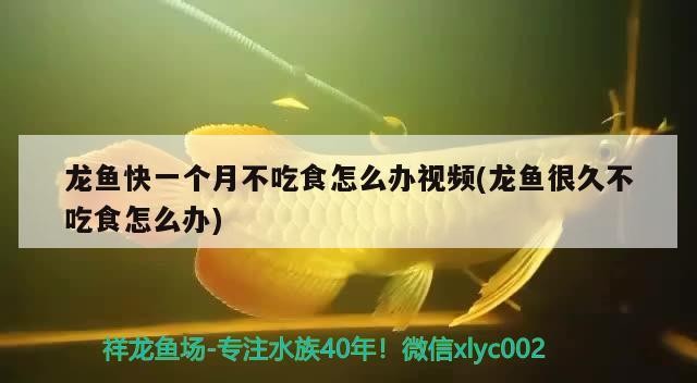 水虎命缺什么，屬虎人水命性格分析