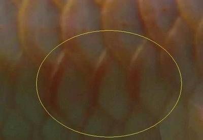 龍魚鱗松弛什么情況
