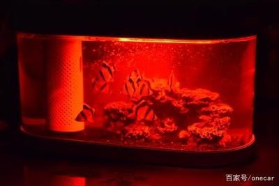 小銀龍魚吃什么飼料最好呢圖片(銀龍魚吃飼料好還是吃小魚好？？)