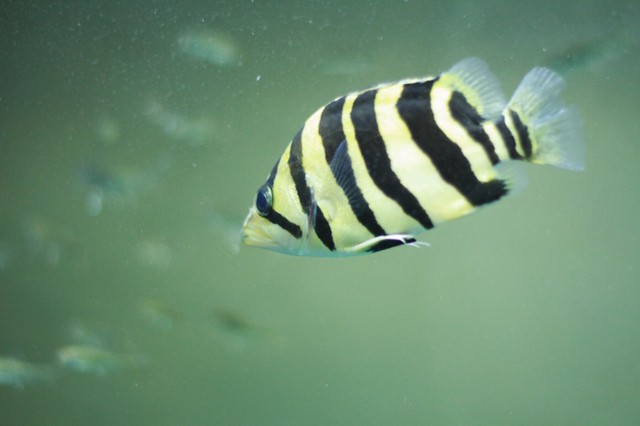 單反抓拍虎魚