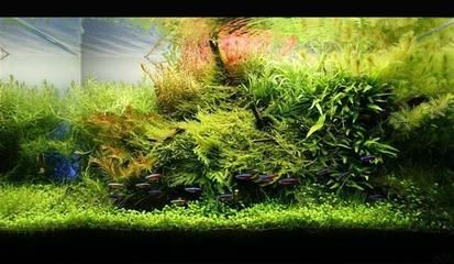 魚缸光照與水質的關系光照與水質的關系光照與水質的關系：如何正確地為你的新魚缸養水