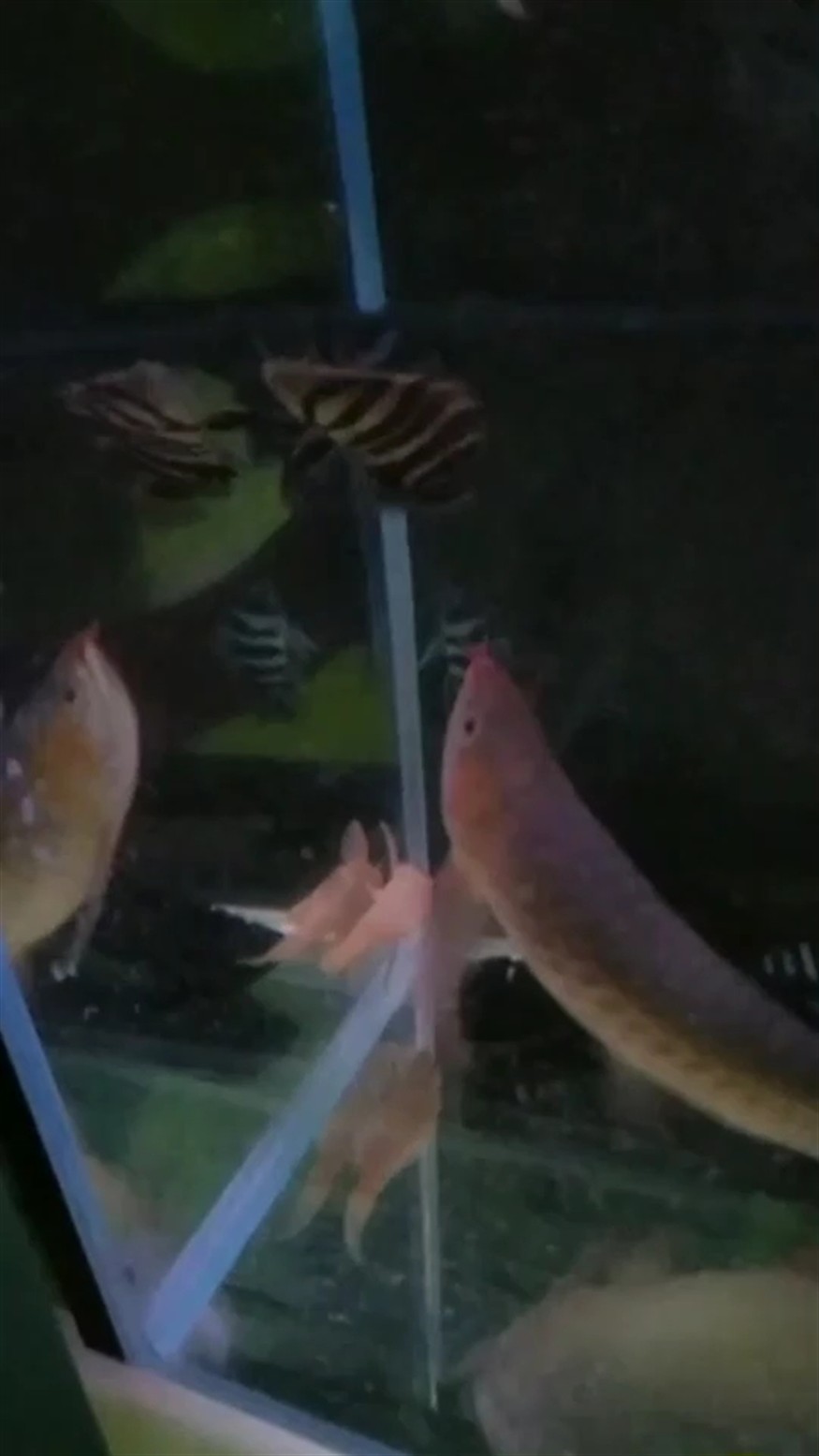 薩伊藍和虎魚還是挺好看的