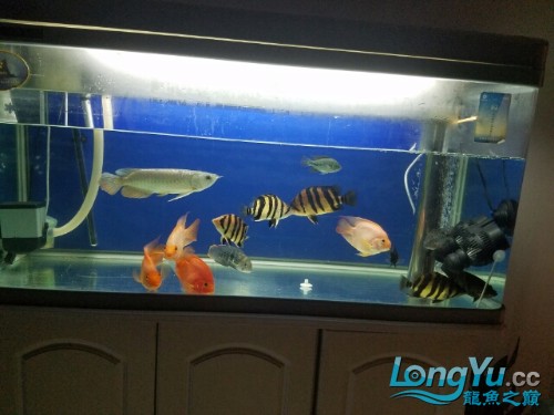 龍魚爬缸不吃食虎魚曾缸底 虎魚百科 第1張 龍魚爬缸不吃食虎魚曾缸底 龍魚爬缸不吃食虎魚曾缸底 虎魚百科 第1張