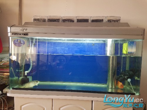 龍魚爬缸不吃食虎魚曾缸底 虎魚百科 第2張 龍魚爬缸不吃食虎魚曾缸底 龍魚爬缸不吃食虎魚曾缸底 虎魚百科 第2張