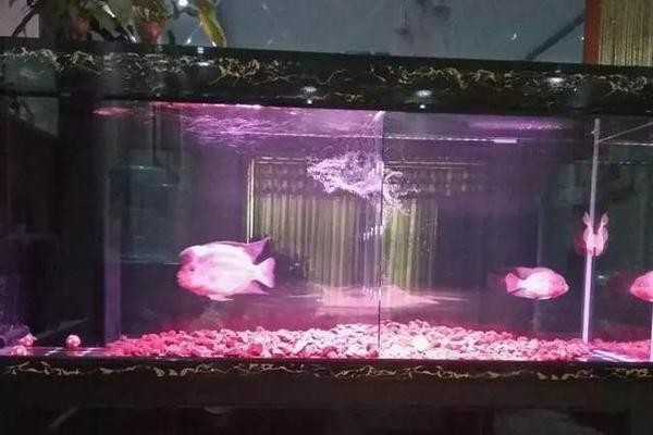 銀龍魚為什么總是張嘴（銀龍魚為什么總是張嘴呼吸）