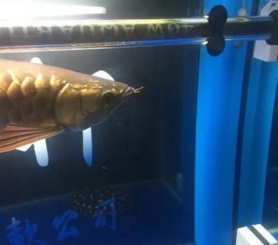 養龍魚時燈光的安裝位置和注意事項水中燈和頂燈的擺放位置和注意事項（養龍魚時水中燈和頂燈的安裝位置和注意事項）