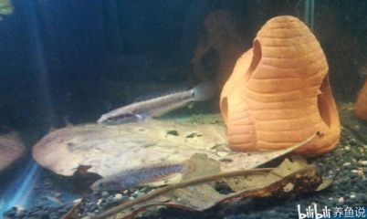 幻彩紅寶石雷龍魚缸選擇幻彩紅寶石雷龍魚飼養注意事項：如何選擇幻彩紅寶石雷龍魚