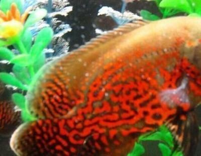 赤焰中國虎魚疾病預防方法，赤焰中國虎魚疾病的預防方法包括勤換水、勤換水、勤洗棉