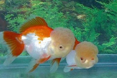 魚(yú)缸生態(tài)揭秘魚(yú)缸生態(tài)揭秘魚(yú)缸生態(tài)揭秘魚(yú)缸生態(tài)系統(tǒng)：觀察日記的藝術(shù)