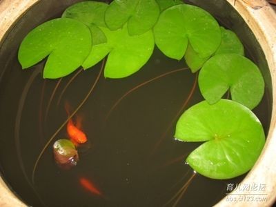 魚(yú)缸生態(tài)揭秘魚(yú)缸生態(tài)揭秘魚(yú)缸生態(tài)揭秘魚(yú)缸生態(tài)系統(tǒng)：觀察日記的藝術(shù)