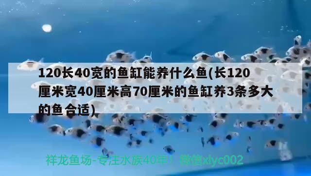 龍魚配虎魚好還是飛鳳魚好養（龍魚和虎魚怎樣搭配）