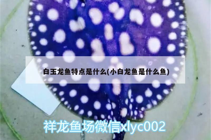 雷龍魚可以和虎魚混養嗎圖片欣賞（雷龍魚可以跟虎魚混養嗎）