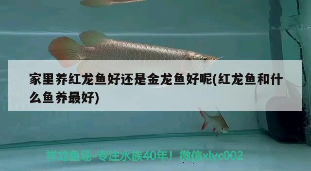 虎皮蘭，虎皮蘭開花圖片 虎皮蘭，虎皮蘭開花圖片 虎魚百科 第2張