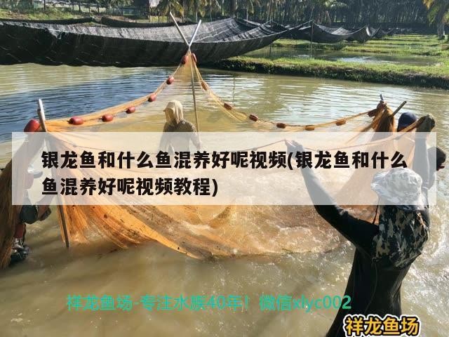 銀龍魚和什么魚混養好呢視頻(銀龍魚和什么魚混養好呢視頻教程)