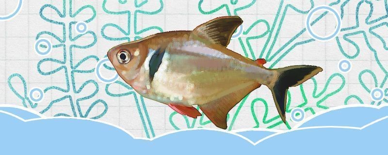 豐年蝦對蘇虎苗的影響,豐年蝦對蘇虎魚苗的影響 虎魚百科 第4張 豐年蝦對蘇虎苗的影響,豐年蝦對蘇虎魚苗的影響 豐年蝦對蘇虎苗的影響,豐年蝦對蘇虎魚苗的影響 虎魚百科 第4張