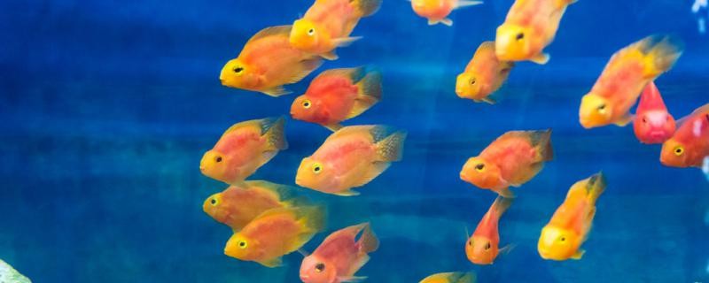 鸚鵡魚掉鱗是怎么回事怎么辦
