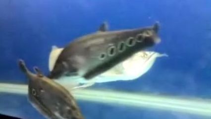 龍魚七星刀混養怎么樣啊