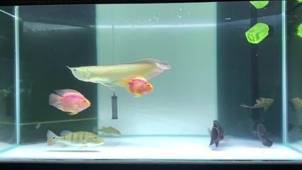 飛鳳魚的飼養技巧：養殖飛鳳魚需要注意的事項