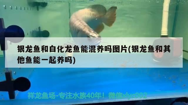 銀龍魚和白化龍魚能混養嗎圖片(銀龍魚和其他魚能一起養嗎)