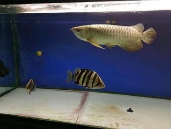 印尼虎魚(yú)繁殖環(huán)境要求，印尼虎魚(yú)繁殖環(huán)境布置技巧