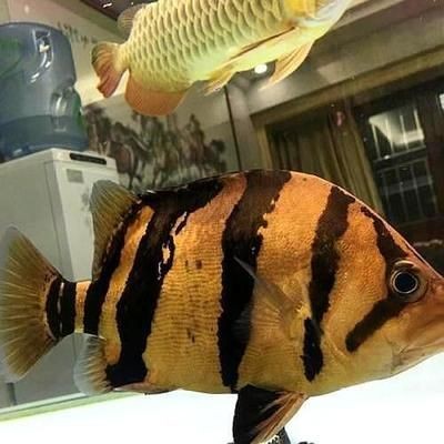 印尼虎魚(yú)繁殖環(huán)境要求，印尼虎魚(yú)繁殖環(huán)境布置技巧