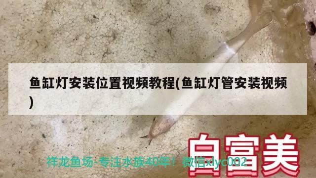 虎魚(yú)魚(yú)苗喂什么好養(yǎng)護(hù)呢視頻（虎魚(yú)魚(yú)苗喂什么好養(yǎng)護(hù)呢視頻大全） 虎魚(yú)魚(yú)苗喂什么好養(yǎng)護(hù)呢視頻（虎魚(yú)魚(yú)苗喂什么好養(yǎng)護(hù)呢視頻大全） 虎魚(yú)百科 第1張