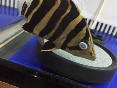 虎魚常見疾病及預防，虎魚常見的三種疾病及其預防措施