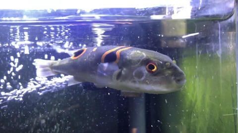 龍魚可以和河豚混養嗎
